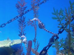 -上海海洋水族馆