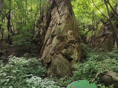 -大岭沟猕猴桃谷风景区