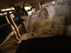 -more than meow吴止猫主题餐厅(承德 中船汇店)