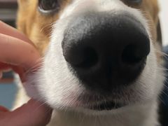 -宠福鑫康馨动物医院·骨科·眼科