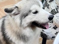 -安格丽娜·狗咖·猫咖羊驼咖(春熙路百盛商场店)