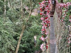 -西双版纳原始森林公园