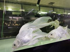-中环花鸟鱼虫市场