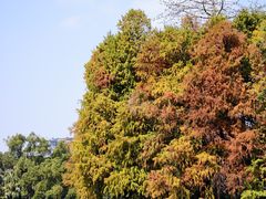 -荔湾湖公园