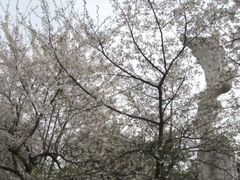 -武汉大学-樱园