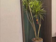 -东荟轩