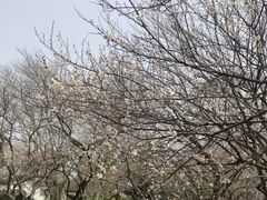 -杭州植物园