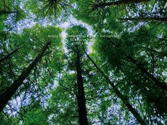 -武陵山森林公园