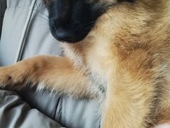 -瑞派福兴宠物医院犬猫全科·骨科·中西医结合(河东店)