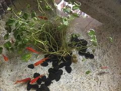 -芙蓉堂(武汉天地店)