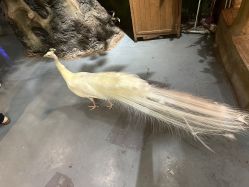 -Zoolung Zoolung动物主题公园(海信广场店)