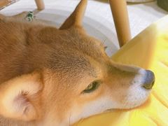 -逗柴咖啡屋·狗咖猫咖宠物桌游