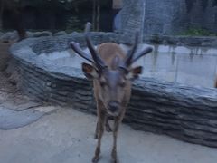-清迈夜间动物园