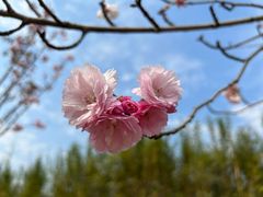 -天适樱花悠乐园