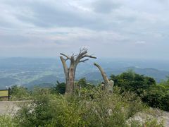 -长沙黑麋峰国家森林公园