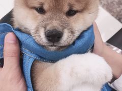 -爱侣宠医·鹦鹉专科·小型哺乳类·异宠专科(灵石路店)