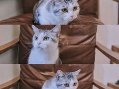 -佐罗家宠物馆·猫文化馆(紫霞路店)