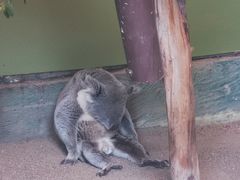 -费瑟代尔野生动物园