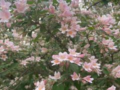 -国家植物园南园