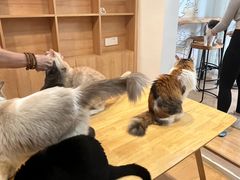 -是阿柴呀！柴犬咖啡·爱喵喵猫咖