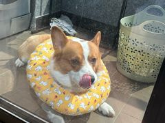 -佳雯宠物医院·皮肤科·内外科(春晓路分院)