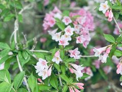 -永定河休闲森林公园