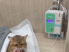 -北京观赏动物医院·24小时大型综合·猫专科·异宠专科