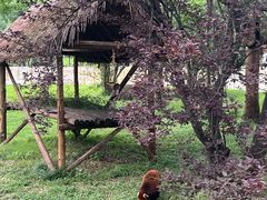 -合肥野生动物园