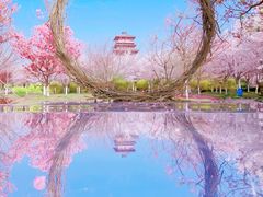 -古柏渡丰乐樱花园