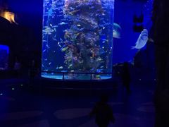 -芜湖新华联大白鲸海洋公园