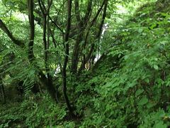 -陕西省红河谷森林公园