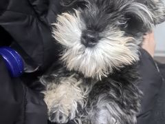 -派特宠物医院(圆融广场店)