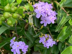 -亚龙湾国际玫瑰谷