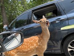 -哈尔滨北方森林动物园