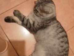 -伟伟宠物医院·CT影像中心·瑞派犬猫综合性门诊(汉口总院)