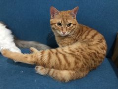 -福懋动物医院·犬猫全科·外科·重症科(杏林分院)