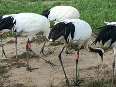 -盐城丹顶鹤湿地生态旅游区