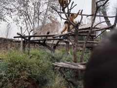 -成都动物园