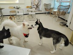 -共舞时光猫咖·狗咖(新街口店)