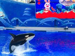-上海海昌海洋公园