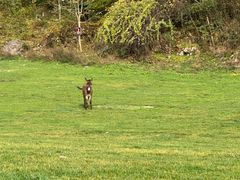 -武陵山森林公园