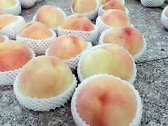 -南汇水蜜桃采摘(大团店)