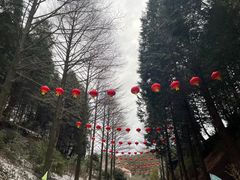 -四明山国家森林公园