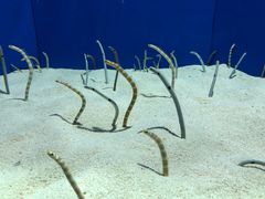 -上海海洋水族馆