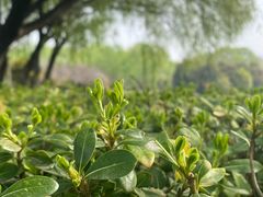 -郑州植物园