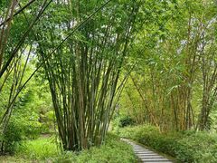 -大屏嶂森林公园