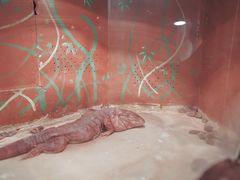 -上海大自然野生昆虫馆(东方明珠·爬宠昆虫探索中心)