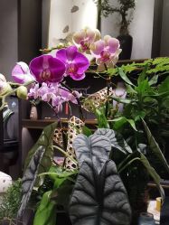 -御珠宫坊(壹海城ONEMALL店)