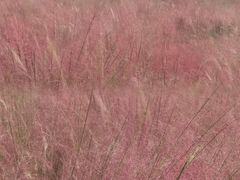 -艾溪湖湿地公园