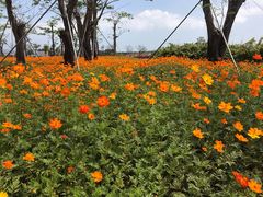 -芒洲湿地公园